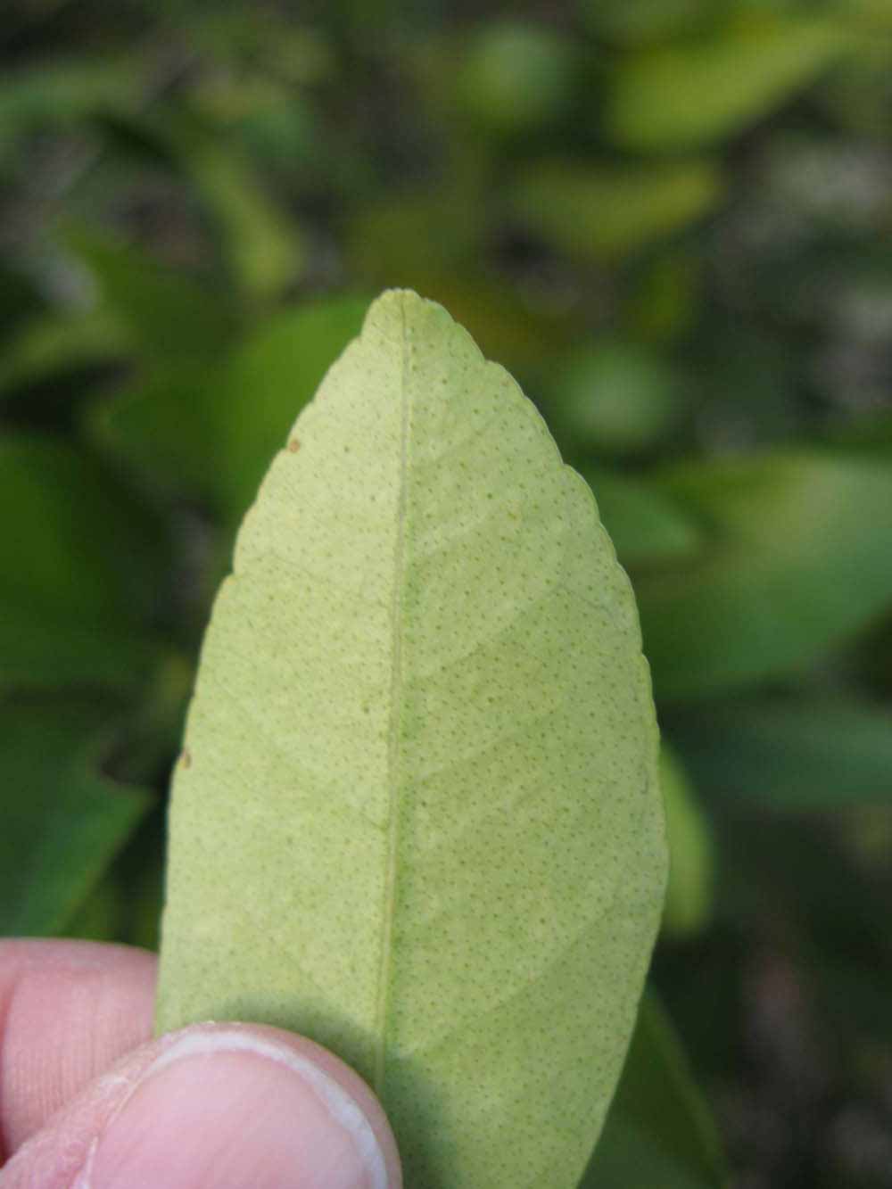              Margin (Winter Haven, FL)       